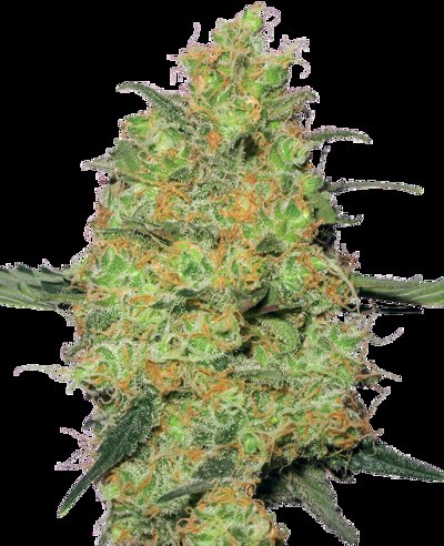 Master Kush