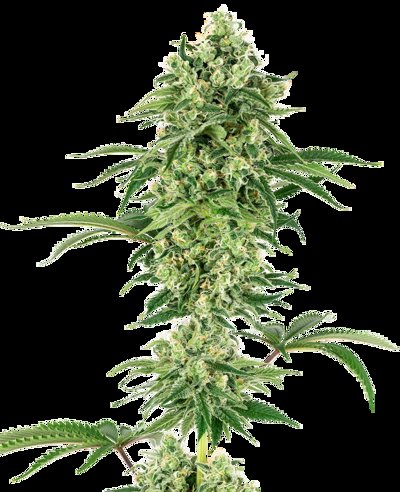 Nicole Hindu Kush Feminized