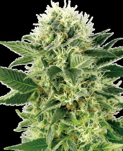 Northern Lights Feminized
