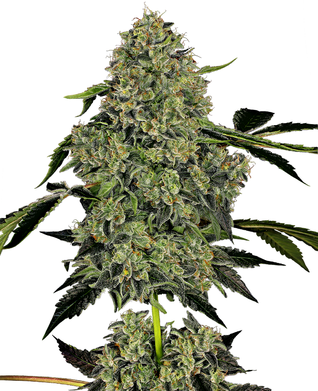 OG Kush Automatic