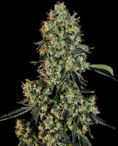 OG Kush Feminized