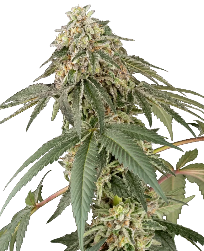 papaya-roll-feminized-image