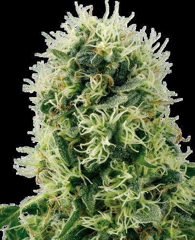 Pure Power Plant Feminized