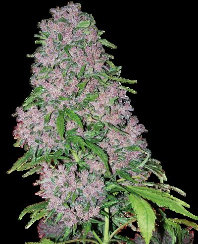Purple Bud Feminized