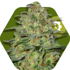 green-monster-autoflowering-image