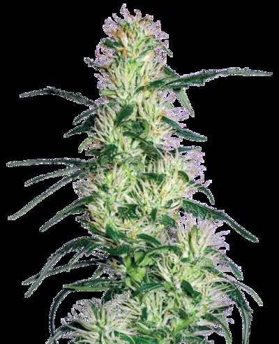 Purple Haze Feminized