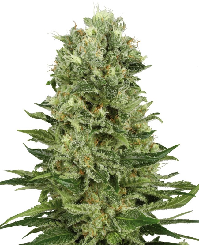 skunk-1-automatic-image