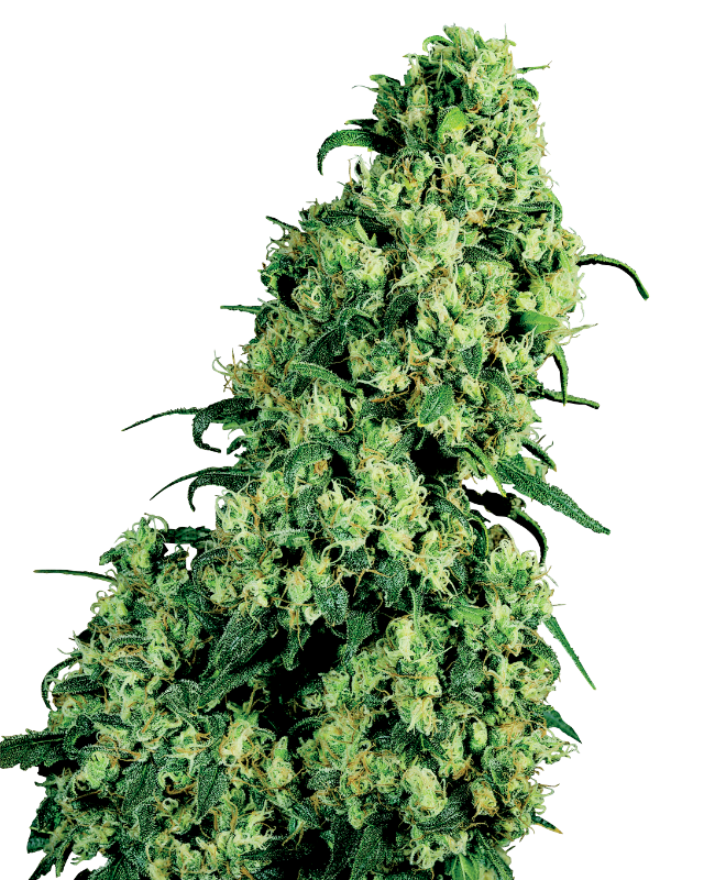 skunk-1-feminized-image