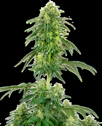 Strawberry Kush Feminized