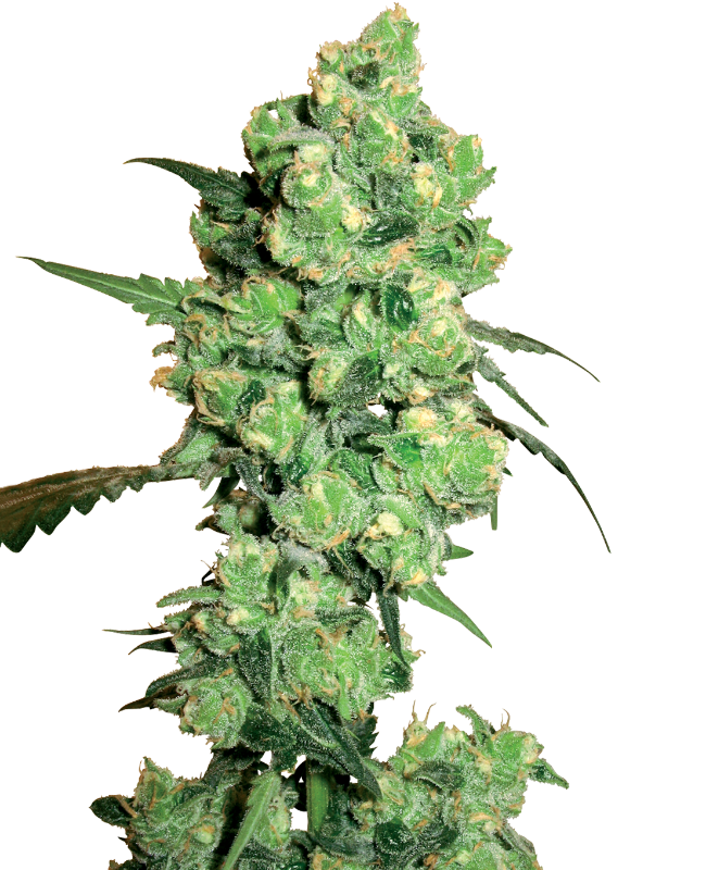 super-skunk-feminized-image