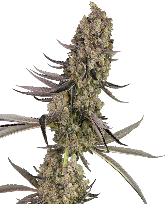 vlad-the-inhaler-feminized-image