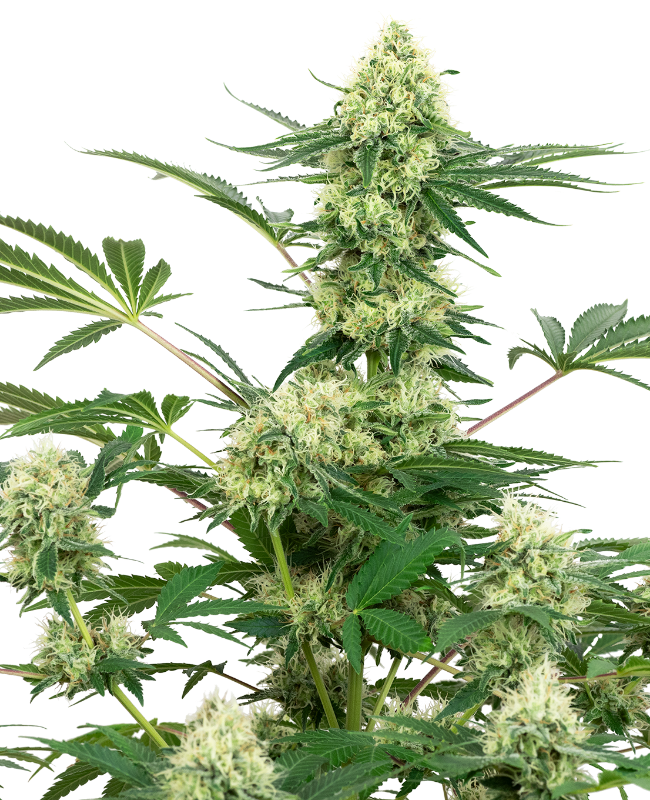 wedding-cheesecake-feminized-image