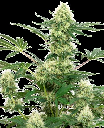 Wedding Cheesecake Feminized