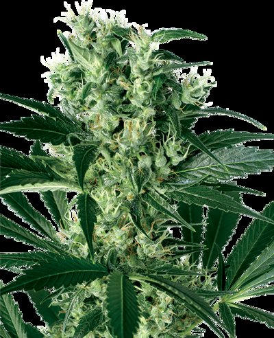 X Haze Feminized