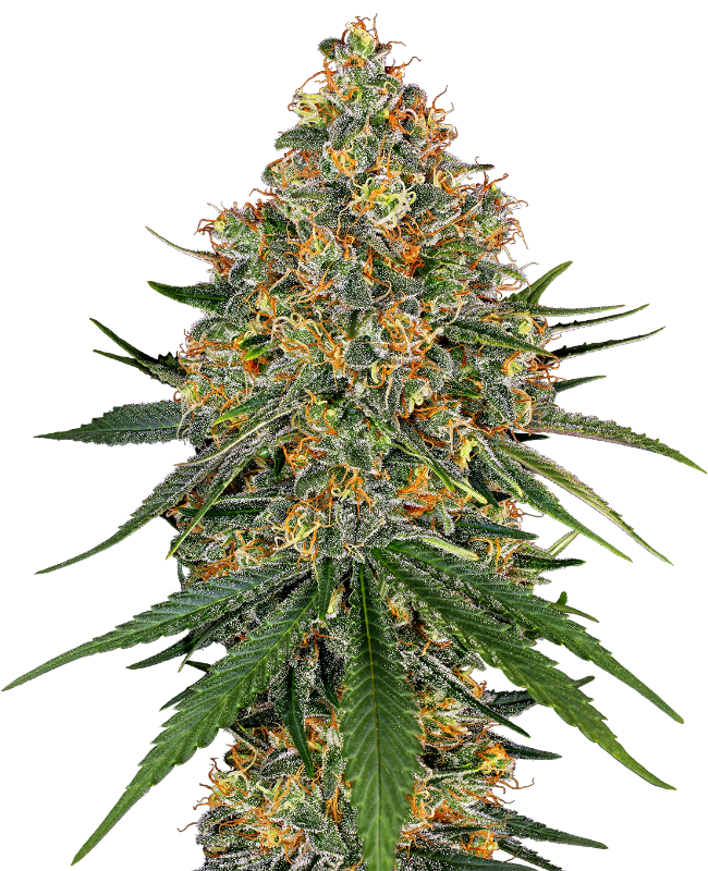white-cheese-feminized-image