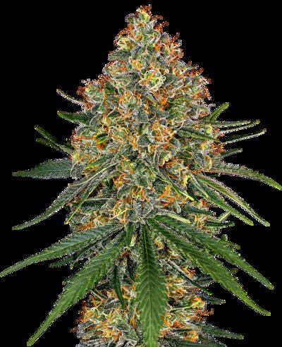 White Cheese Feminized