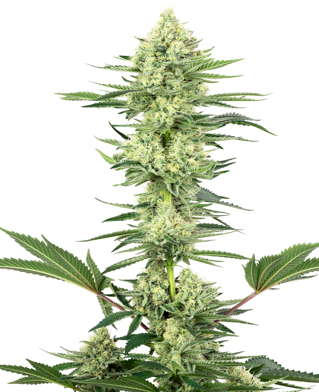 white-gorilla-haze-image