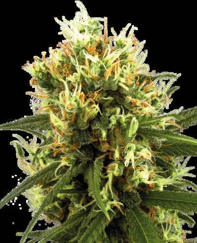 White Haze Automatic