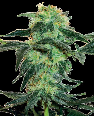 White Ice Feminized