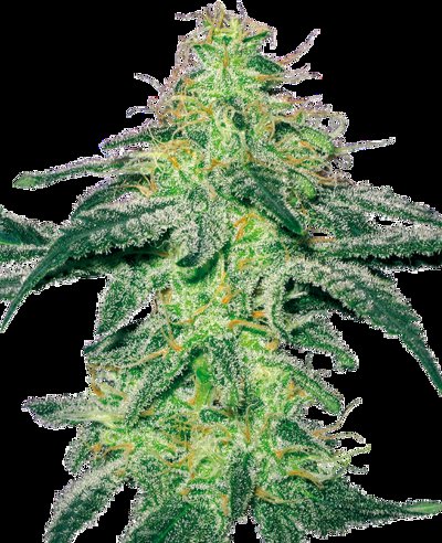White Skunk
