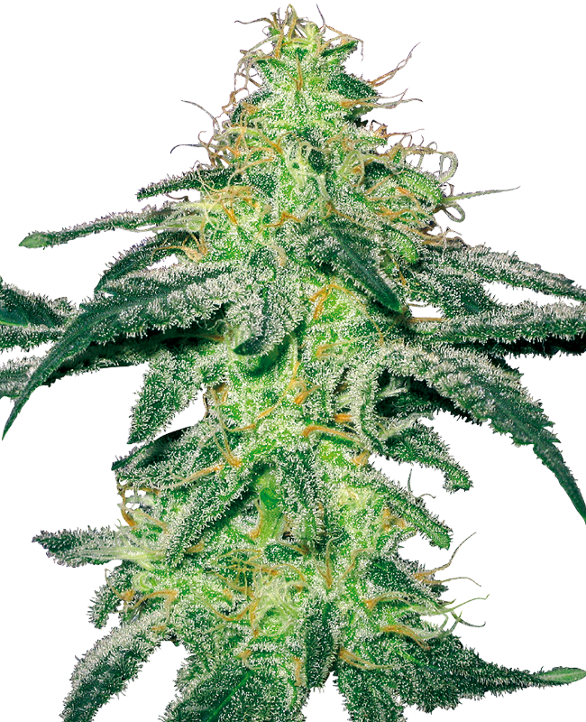 white-skunk-feminized-image