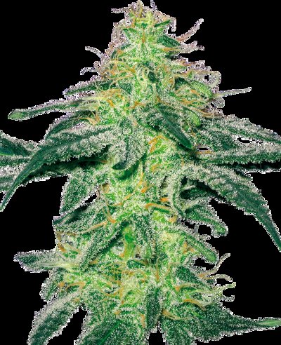 White Skunk Feminized