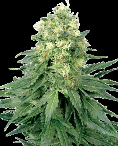 White Widow