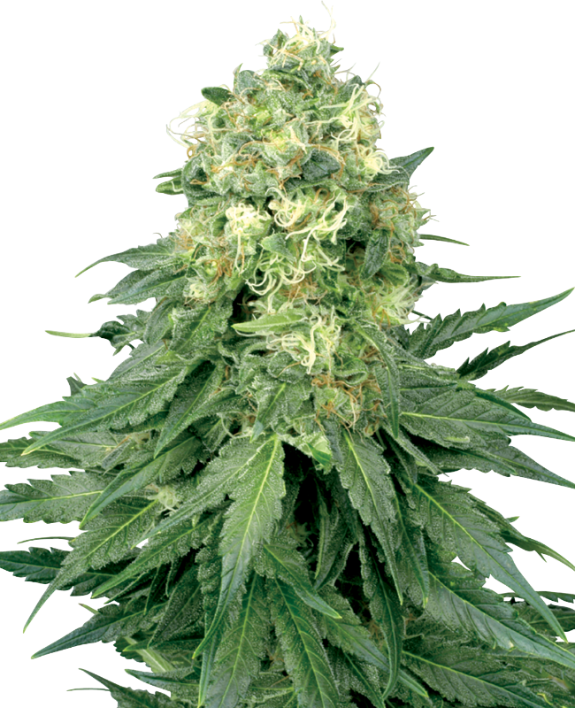 white-widow-feminized-image