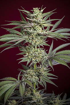 juanita-la-lagrimosa-image