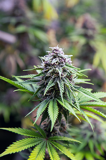 Purple Kali Fruit