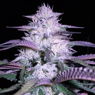 currant-kush-image