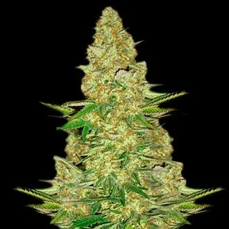 power-vip-image