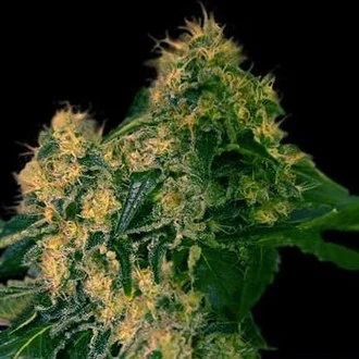 Torpedo