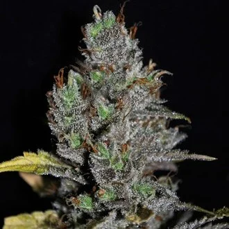 Viagrra feminized