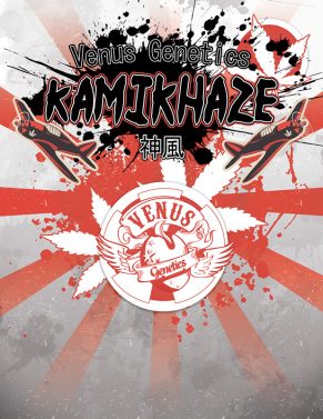 kamikhaze-image