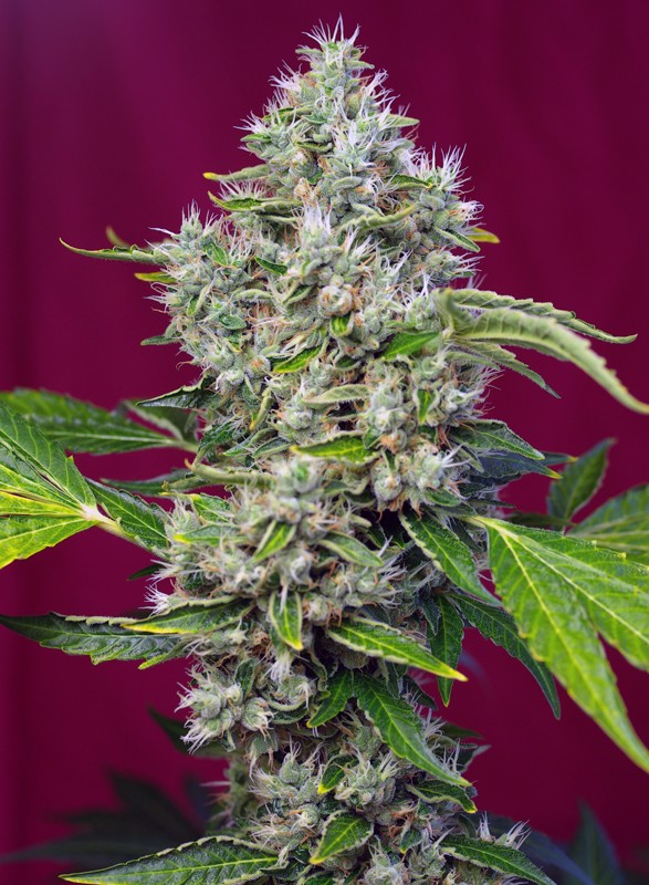 san-fernando-lemon-kush®-image