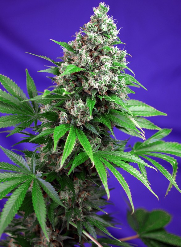 killer-kush-f1-fast-version®-image