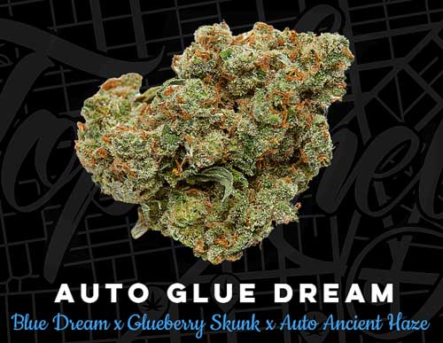 auto-glue-dream-image