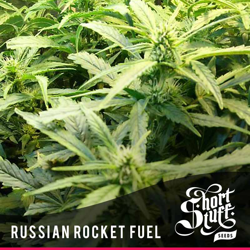 russian-rocket-fuel-image