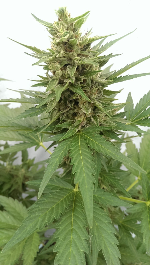 critical-ogre-'big-'n-fast'-auto-image