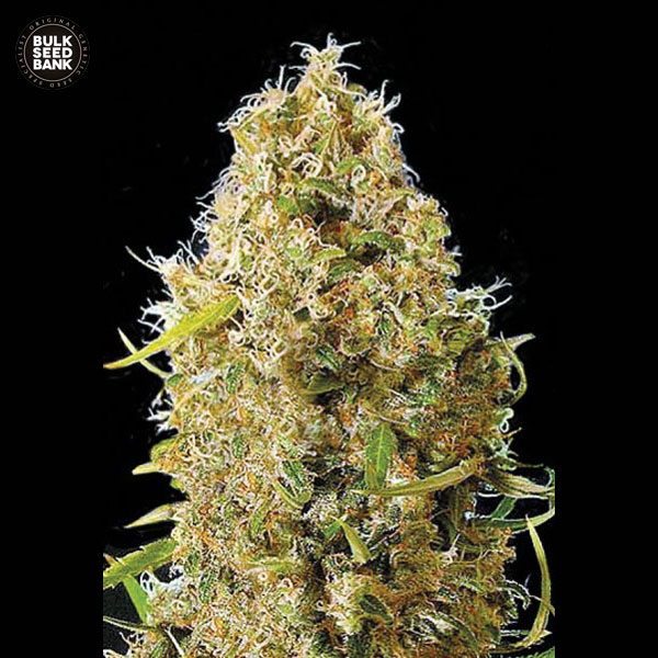 auto-kali's-mistery-image