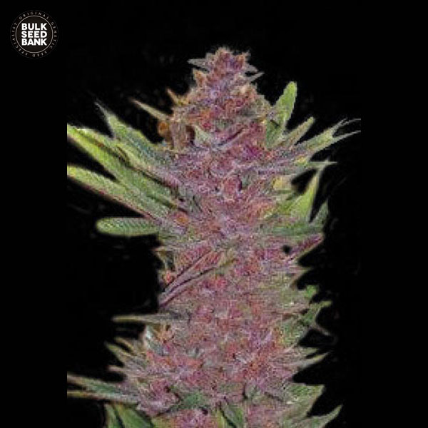 auto-purple-glam-kush-image