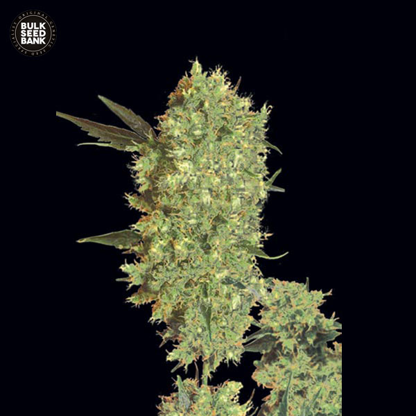 marley's-bud-image