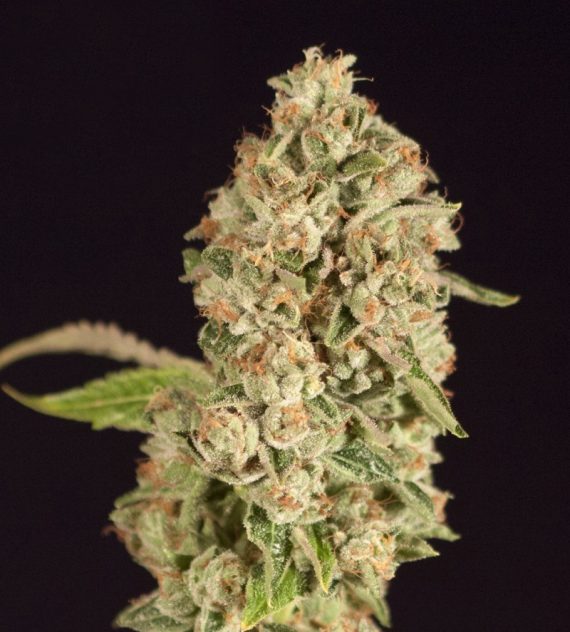 raspberry-waffles-cbd-image