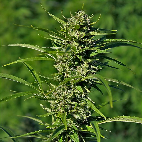 golden-haze-feminized-image