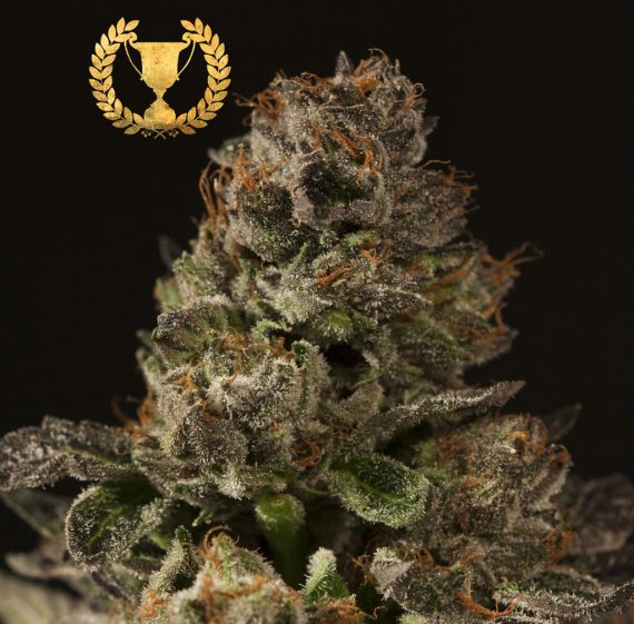 strawberry-sour-diesel-feminized-image