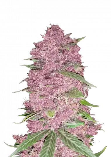 purple-lemonade-auto-image