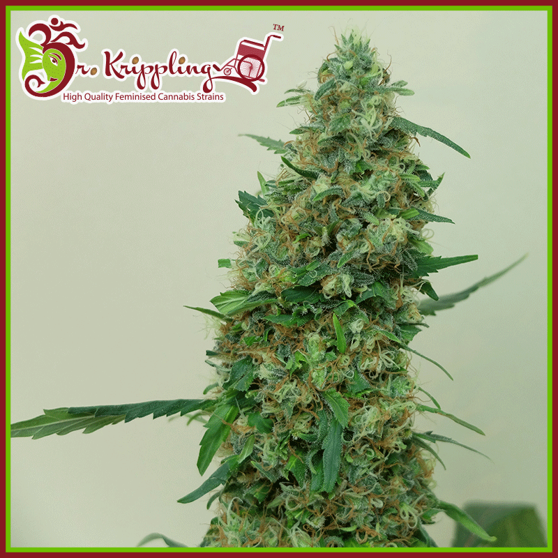 patel's-cornershop-special-image