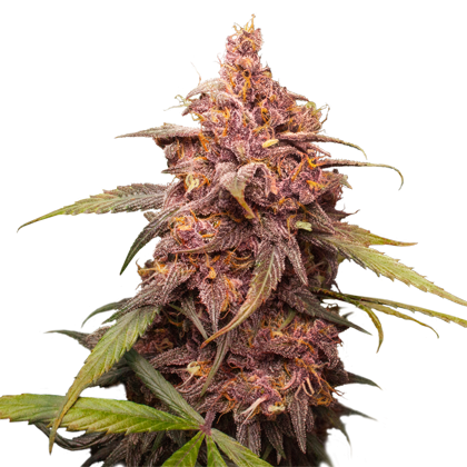 purple-punch-image