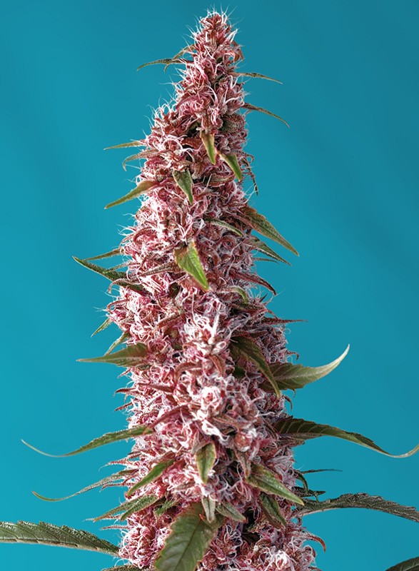red-pure-auto-cbd®-image